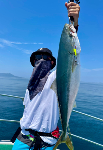 ハマチの釣果