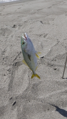 ワカナゴの釣果