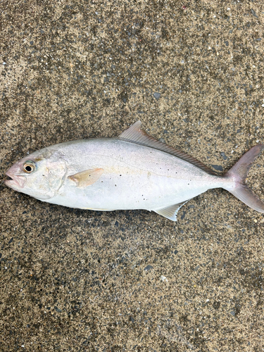 ショゴの釣果