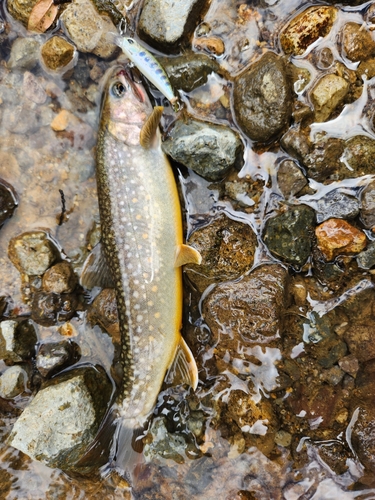 ニッコウイワナの釣果