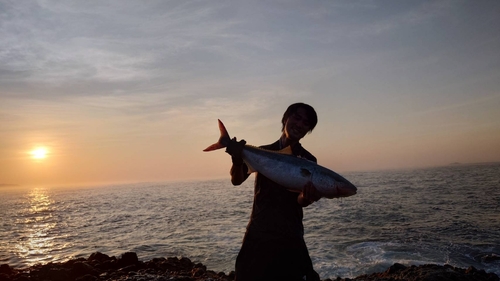 ブリの釣果