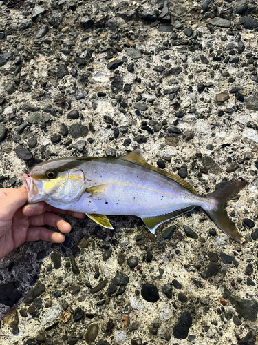 ショゴの釣果