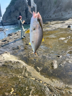 ショゴの釣果