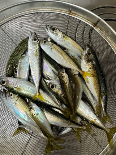 サバの釣果