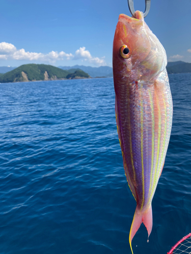 イトヨリダイの釣果