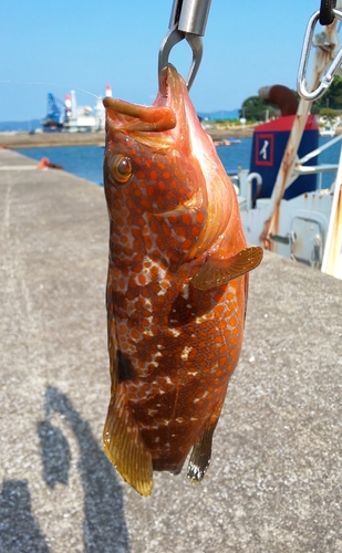 キジハタの釣果