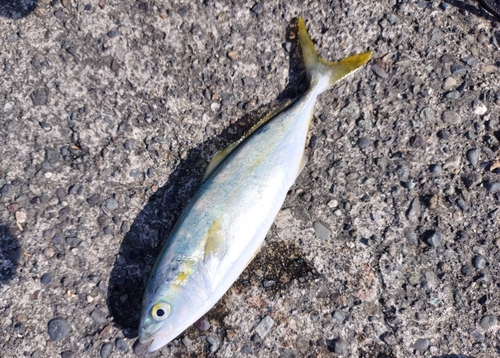 ワカシの釣果