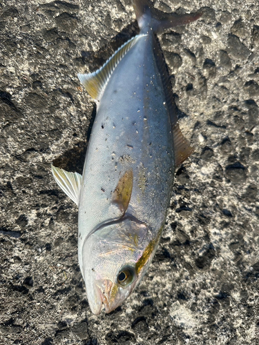 ネリゴの釣果