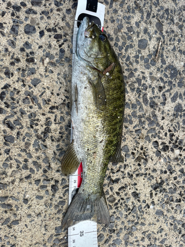 スモールマウスバスの釣果