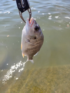 キビレの釣果