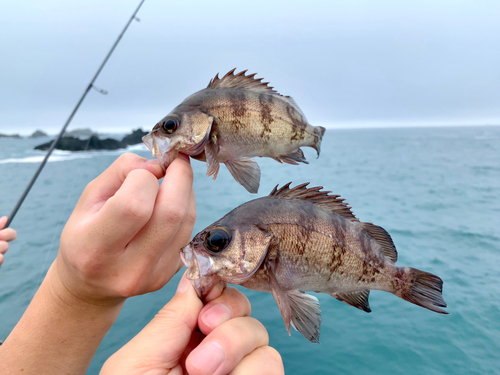 メバルの釣果