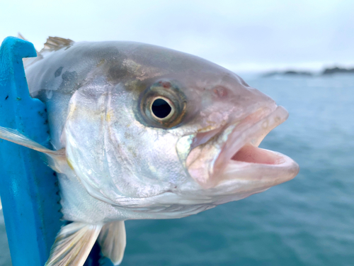 ショゴの釣果