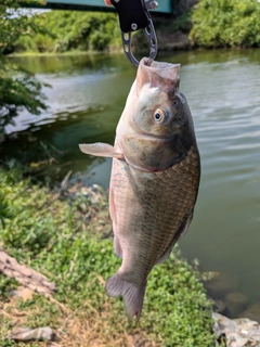 ヘラブナの釣果