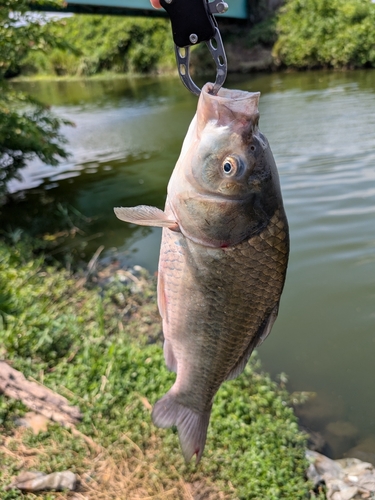 ヘラブナの釣果