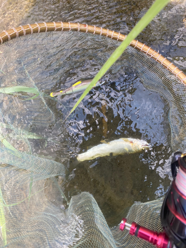 アユの釣果