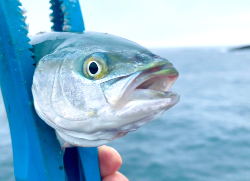 ワカシの釣果