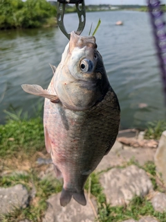 ヘラブナの釣果