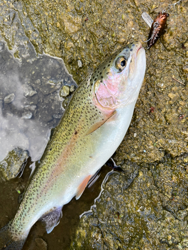 ニジマスの釣果