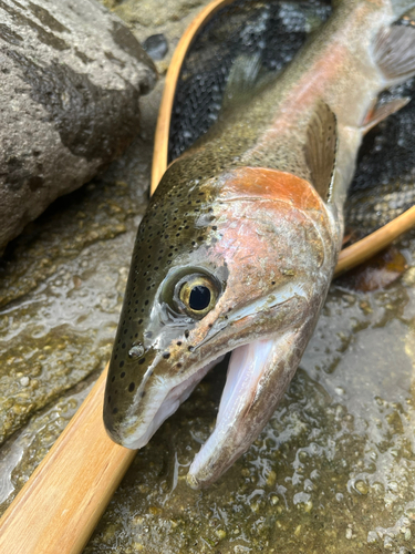 ニジマスの釣果