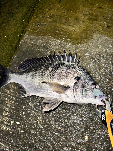 クロダイの釣果