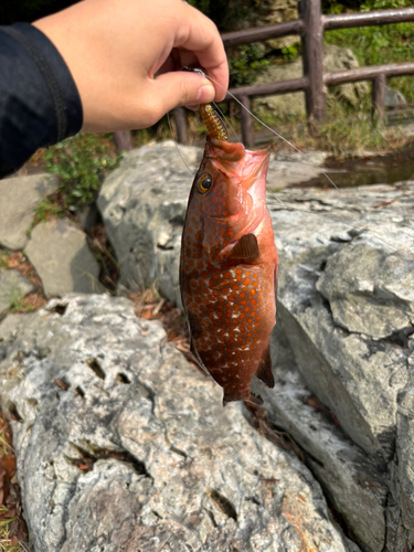 アコウの釣果