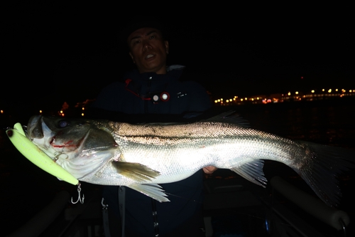 シーバスの釣果