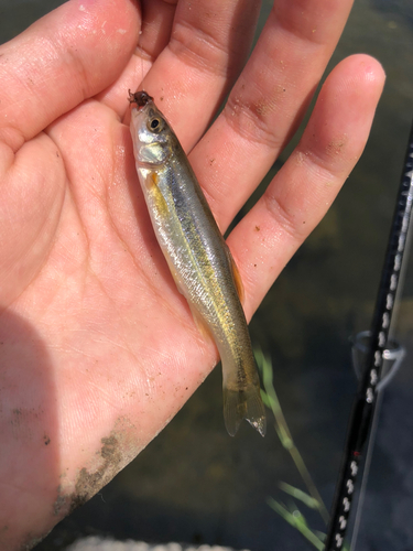 タカハヤの釣果