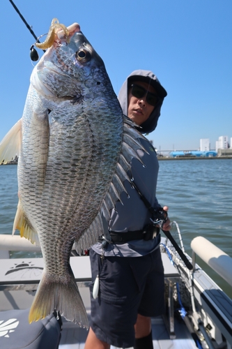 キビレの釣果