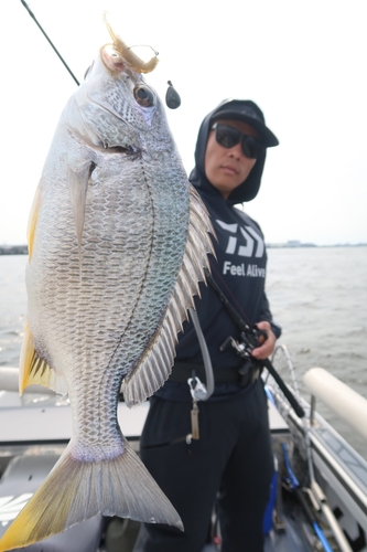 キビレの釣果