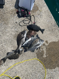 クロダイの釣果