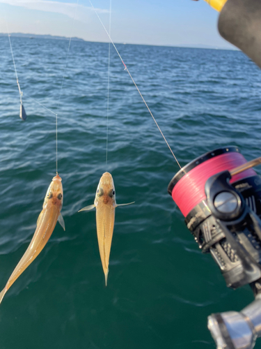 シロギスの釣果