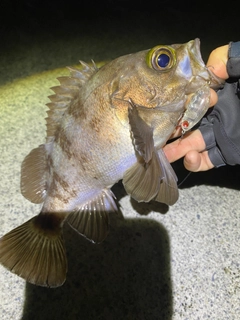 シロメバルの釣果