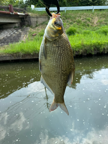 ダントウボウの釣果