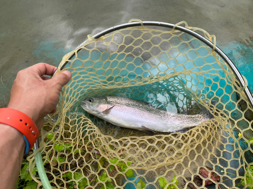 ニジマスの釣果