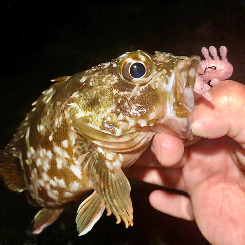 カサゴの釣果