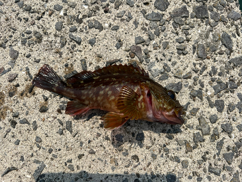 アラカブの釣果