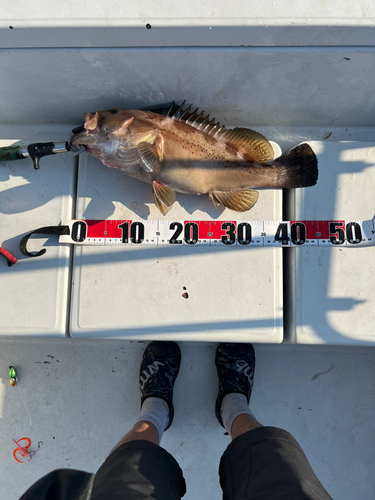 ソウダガツオの釣果