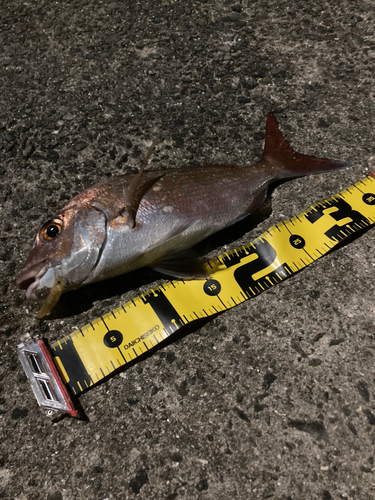 マダイの釣果