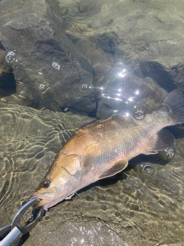 アカメの釣果