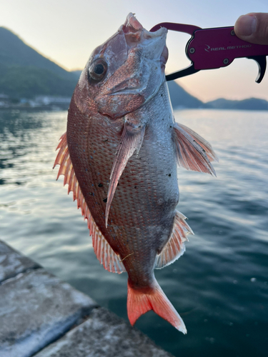 マダイの釣果