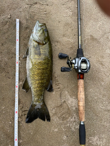 スモールマウスバスの釣果