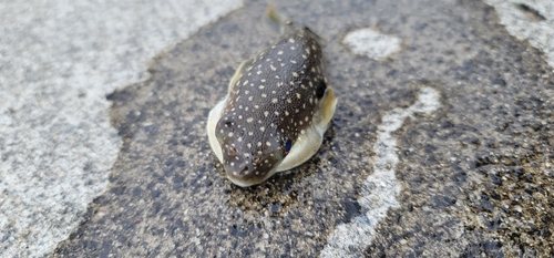 フグの釣果