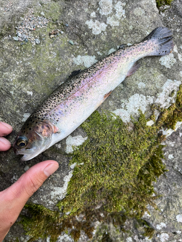 ニジマスの釣果