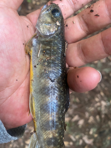 イワナの釣果