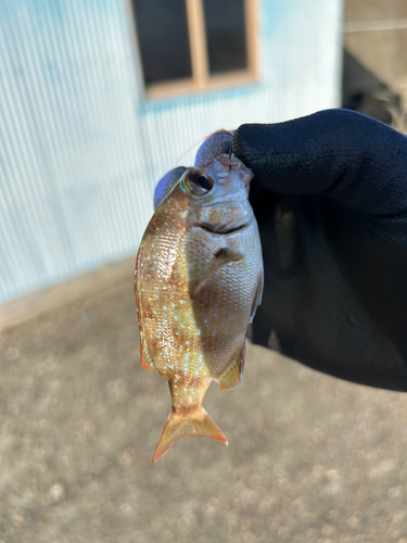 チャリコの釣果