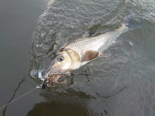 ニゴイの釣果