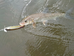 ニゴイの釣果