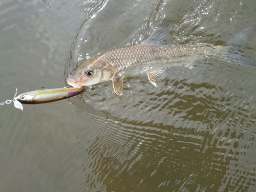 ニゴイの釣果