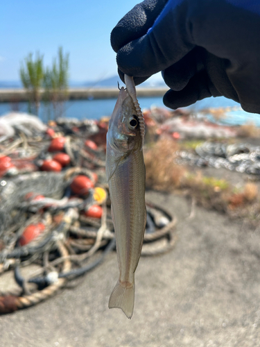 キスの釣果