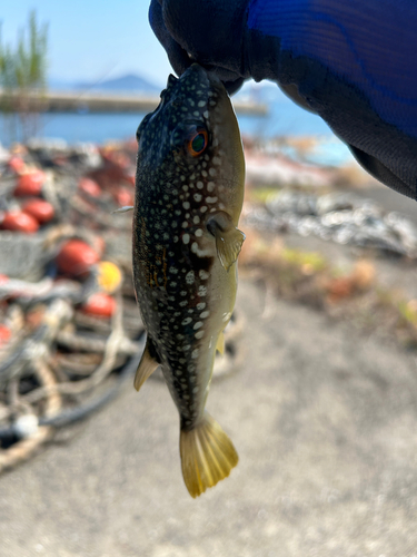 フグの釣果